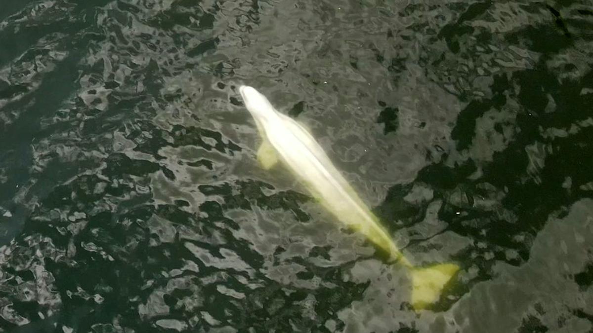 Rescue operation for a Beluga whale lost in the Seine river