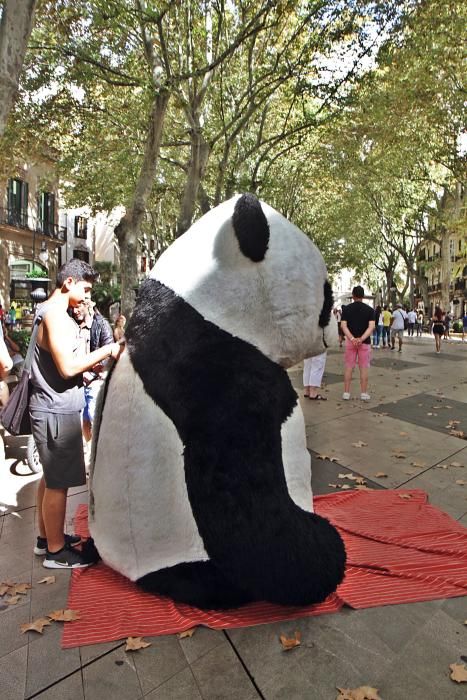 Unternehmen Pandabär auf Mallorca