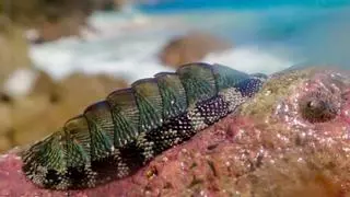 Resuelto el misterio de una criatura marina con un caparazón repleto de ojos