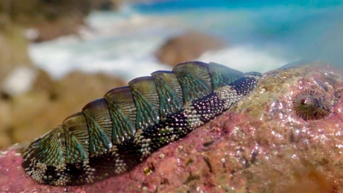 Un quitón se aferra a una roca en las Islas Vírgenes de Estados Unidos. Esta especie tiene manchas oculares y pertenece al grupo que desarrolló la visión más recientemente.