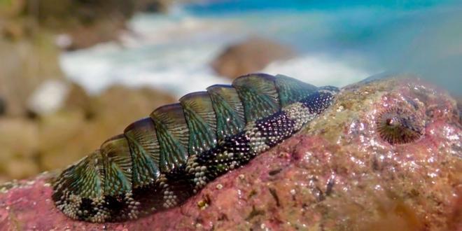 Un quitón se aferra a una roca en las Islas Vírgenes de Estados Unidos. Esta especie tiene manchas oculares y pertenece al grupo que desarrolló la visión más recientemente.