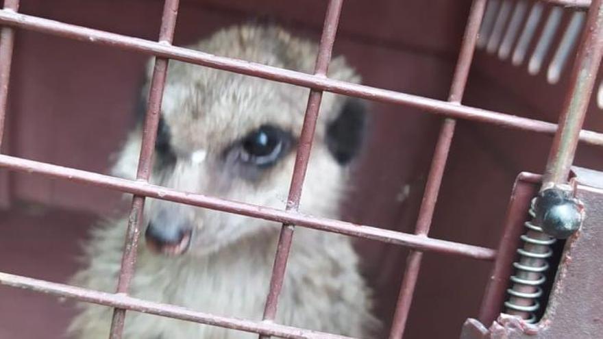 La Policía Local captura a un suricato en un barrio de Córdoba y lo envía al zoológico