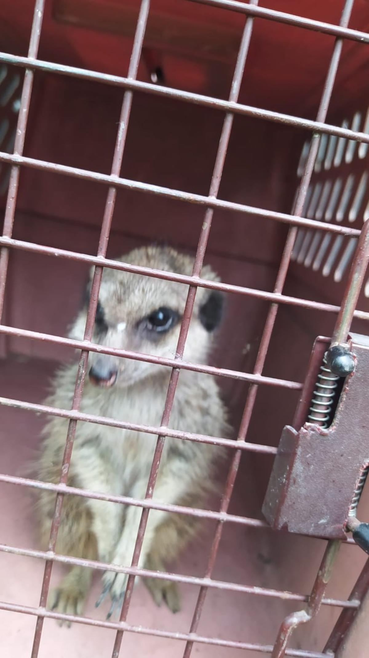 Suricato capturado por la Policía Local y que fue llevado al zoo.