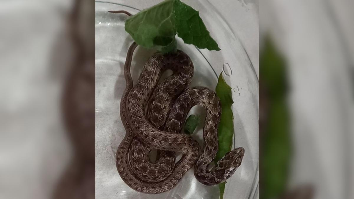 La serpiente dentro de la bolsa de borrajas.