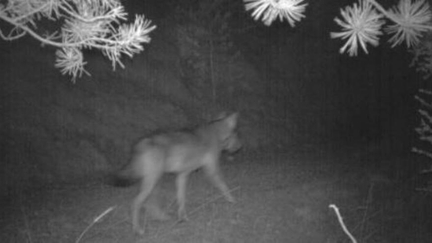 Un llop detectat per un parany fotogràfic al Pirineu