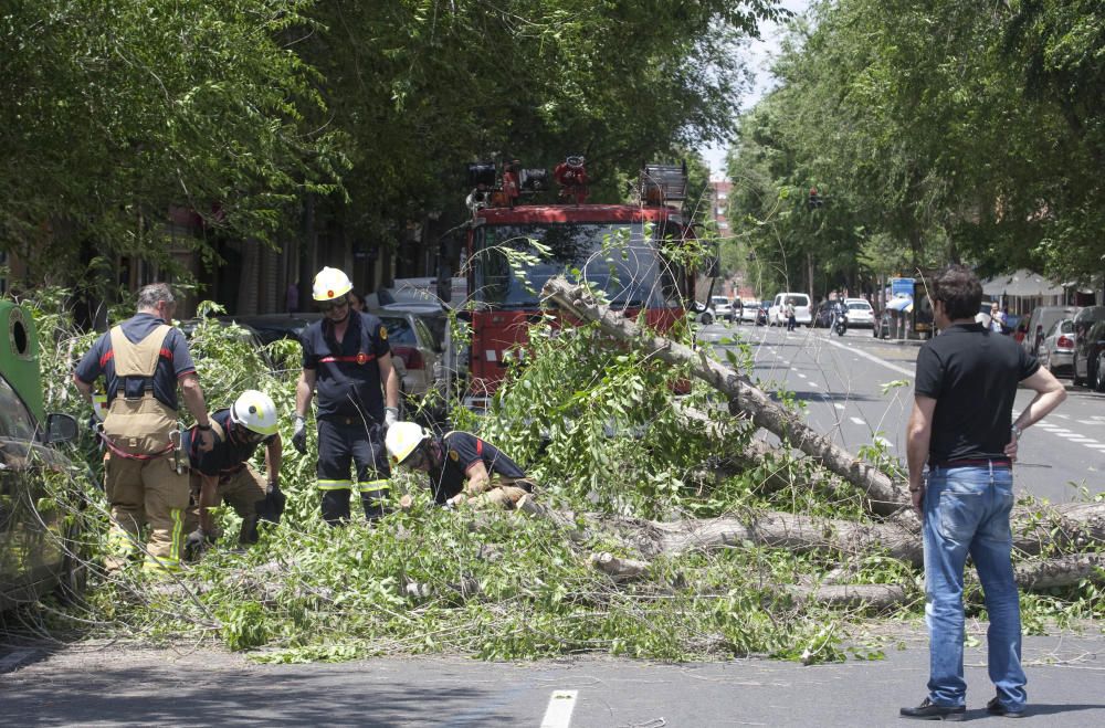 Un árbol se derrumba en la avenida de Burjassot de Valencia