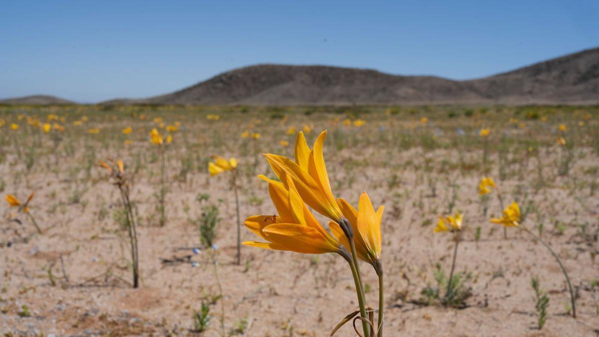Desierto de Atacama, en Chile.