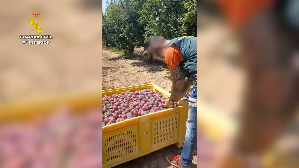 Tres investigados en Sevilla por la venta irregular de 30 toneladas de ciruelas valoradas en 45.000 euros