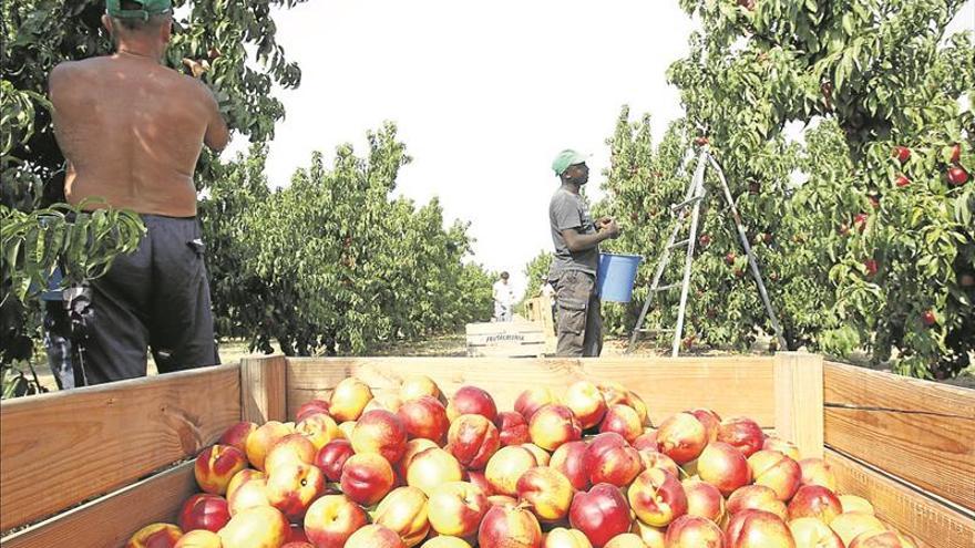Aragón se consolida como el mayor productor de fruta de hueso del país