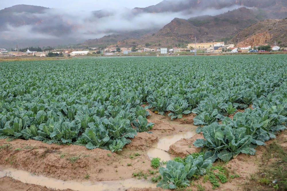 Las lluvias han dejado entre 15 y 30 litros por metro cuadrado en la Vega Baja