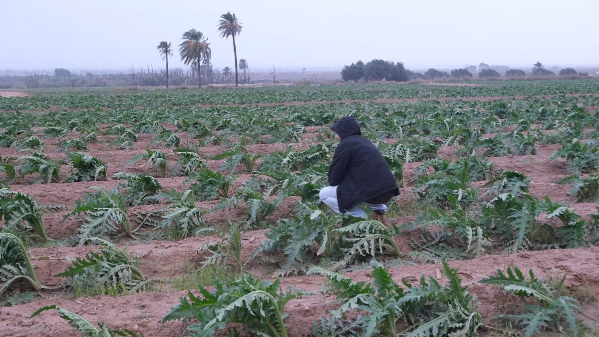 Bancales de alcachofa en el Camp d'Elx este martes