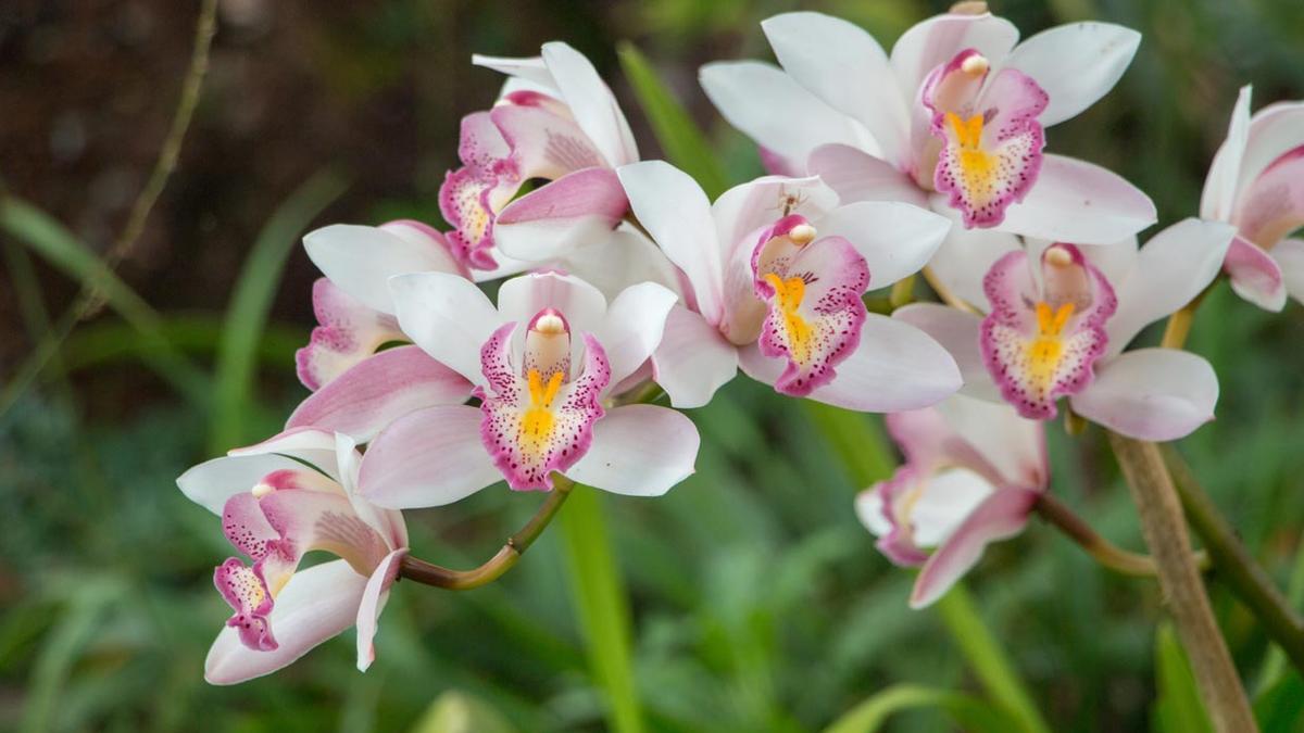 Orquídeas.