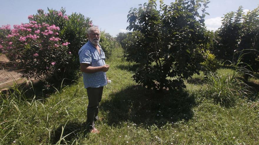 Un campo de caquis cultivado por medios ecológicos en una imagen de archivo. | V. M. P.