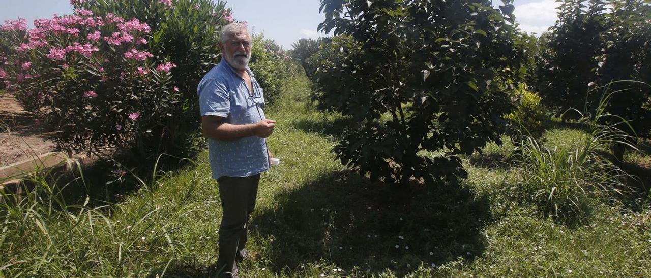 Un campo de caquis cultivado por medios ecológicos en una imagen de archivo. | V. M. P.