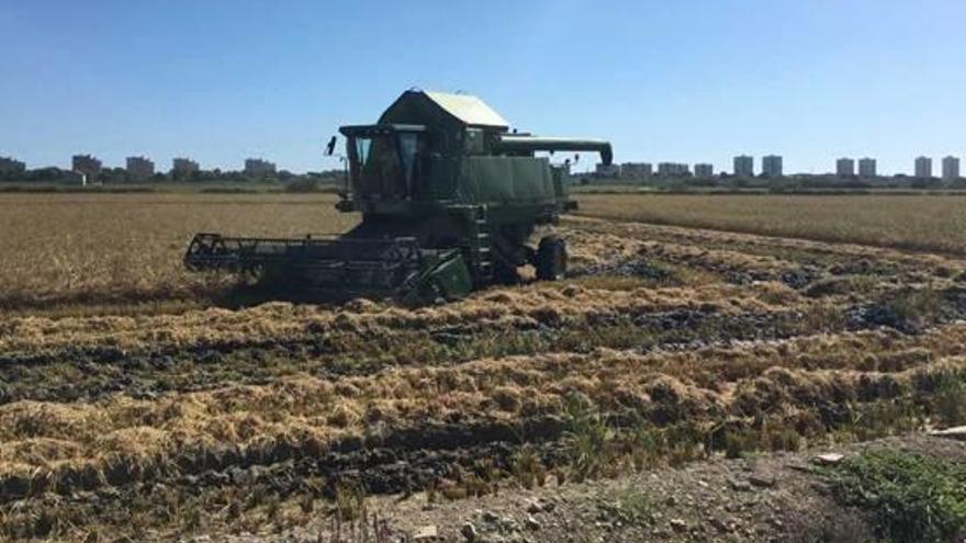 La siega del arroz ya está en marcha