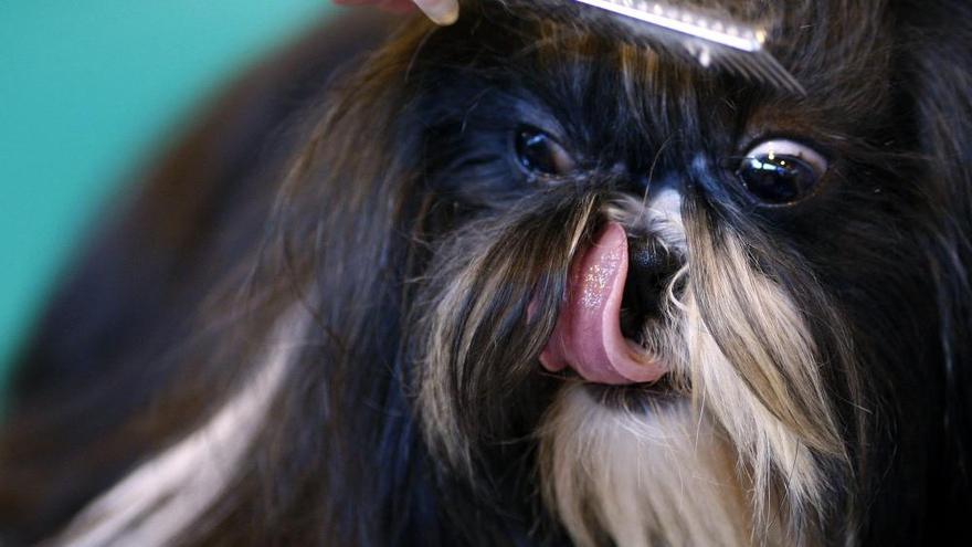 Crufts 2019: L&#039;exhibició de gossos més gran del món