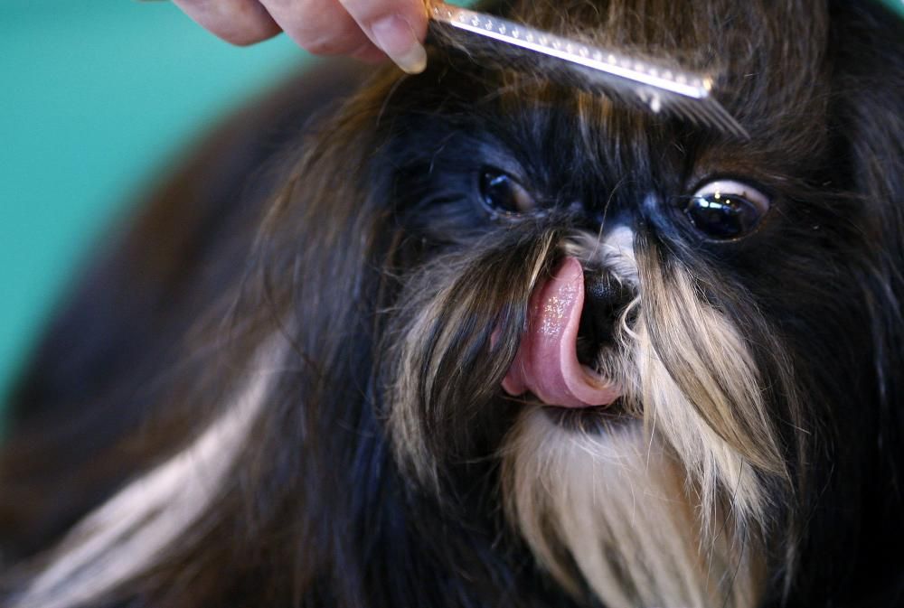 Crufts 2019: L&#039;exhibició de gossos més gran del món