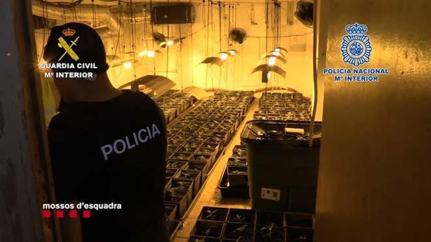 Una familia ocultaba bajo la ducha una plantación de marihuana en Barcelona  Vídeo