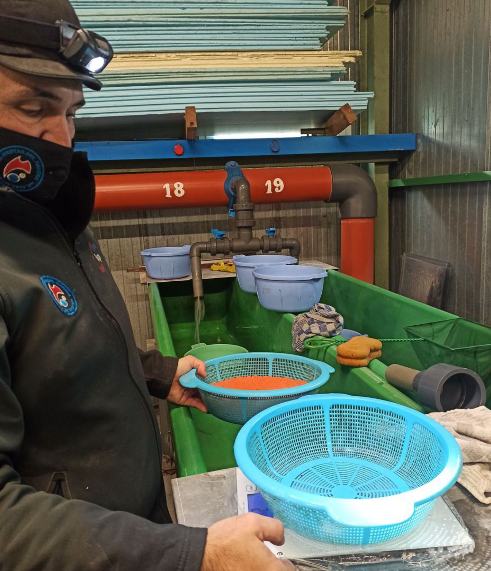 El presidente de Las Mestas del Narcea, Enrique Berrocal, a punto de pesar parte de las huevas desovadas ayer en Quintana. | S. Arias