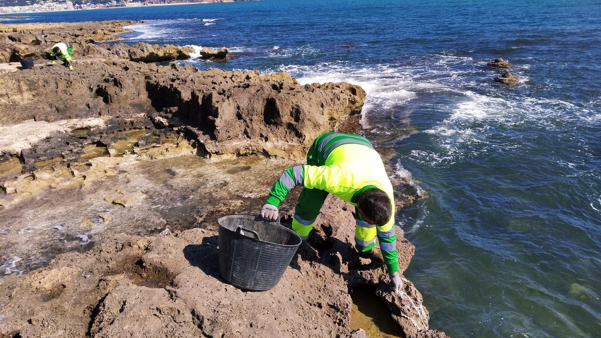 Los operarios desenganchan las toallitas adheridas en las rocas del litoral de Xàbia