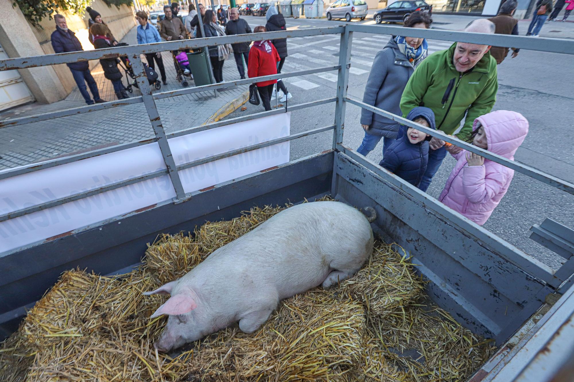 Romería y Bendición de animales en San Antón de Elche