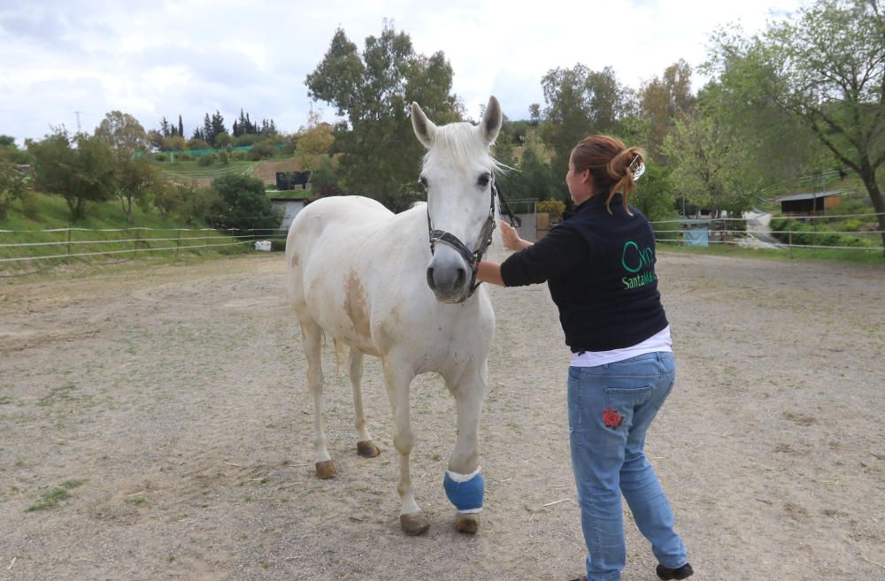 Santuario de caballos CYD Santa María en Alhaurín