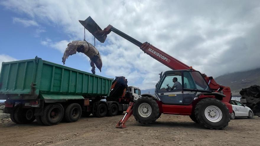 Hallan un zifio varado en las costas de El Hierro