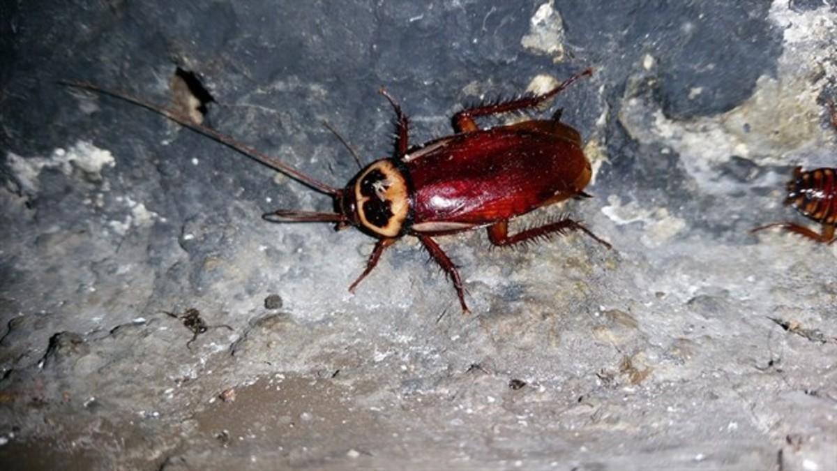 Ejemplar de cucaracha australiana