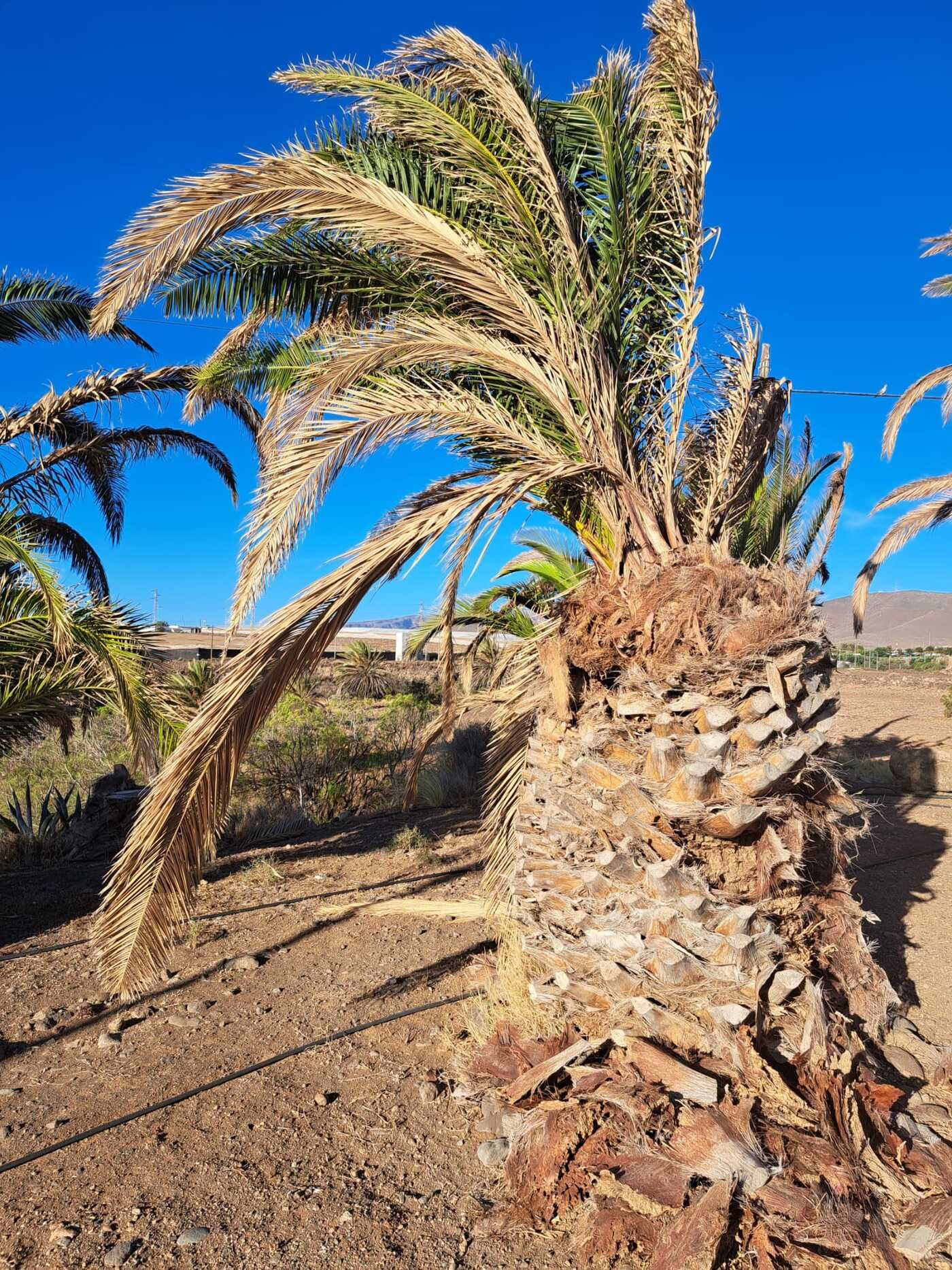 Vertidos ilegales en la urbanización Oasis de Vargas, en Agüimes