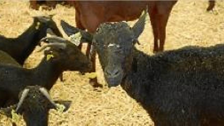 Bestiar cabrum. El món rural tornarà a centrar el concurs