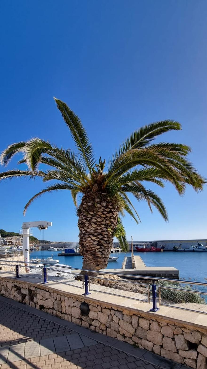 Die Palme an der Promenade ist in Cala Ratjada auf Mallorca für viele Urlauber ein beliebtes Fotomotiv