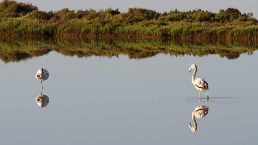 Dos flamencos en ses Salines de Ibiza. La medida recogida por el Govern pretende proteger las aves.