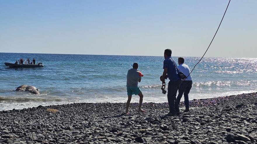 Retiran un zifio de la costa de Fuerteventura que permanecía varado desde el viernes