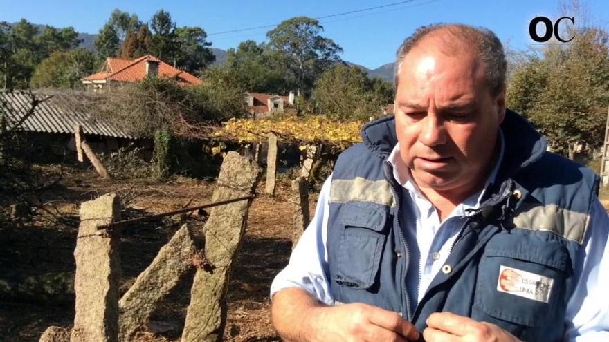 Muere un vecino de O Porriño en un ataque masivo de velutinas mientras talaba un árbol