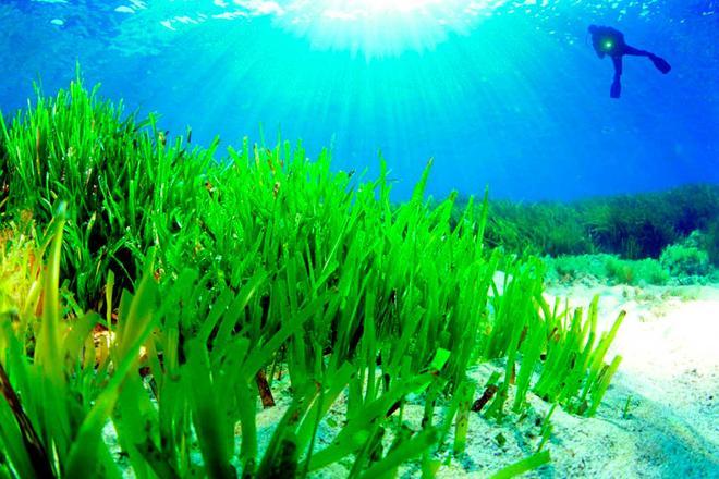 Posidonia oceánica, una pradera submarina de Ibiza