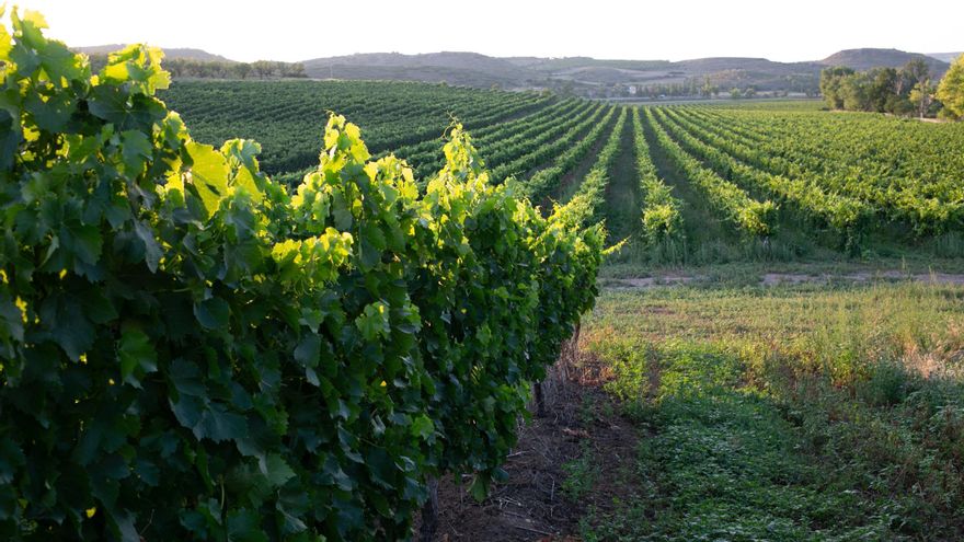 Aragón destina 5,5 millones en 2025 a mejorar la transferencia de conocimiento al sector agroalimentario