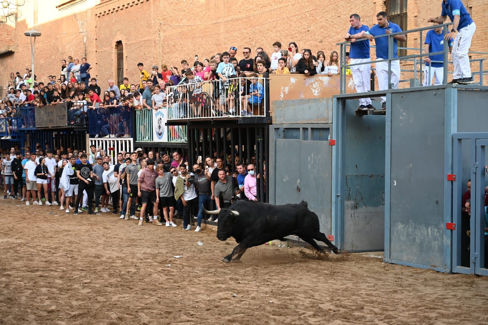 Bou per la vila en les Festes de San Pasqual de Vila-real