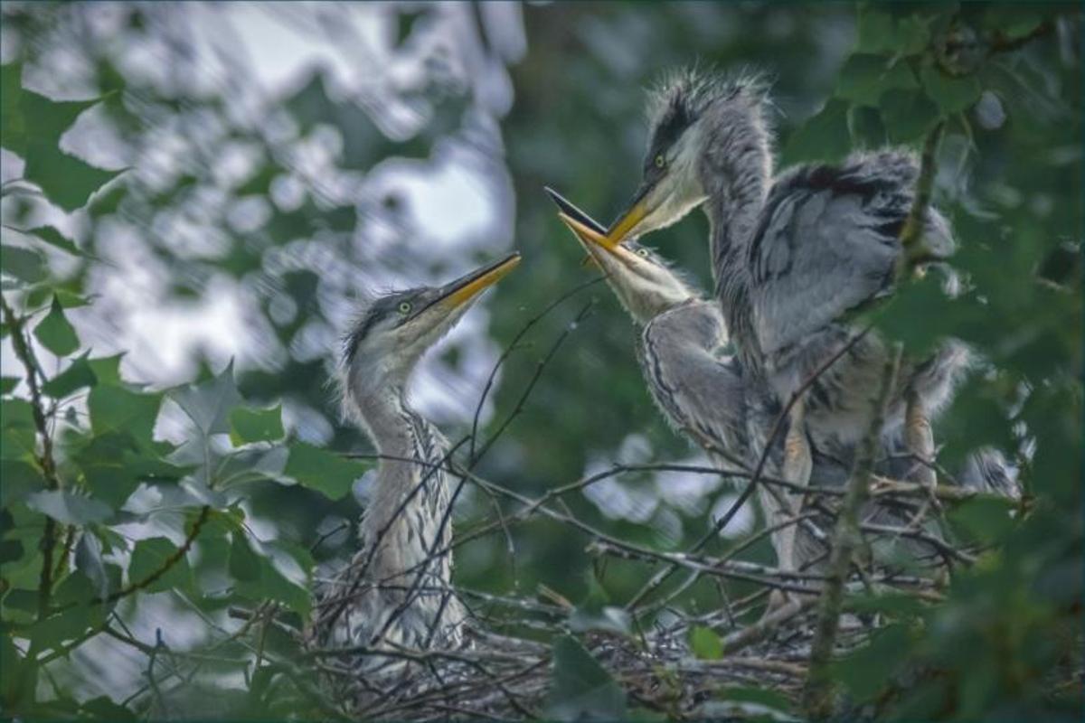 Garzas reales en un nido en Ferrera. | Ángel Lago