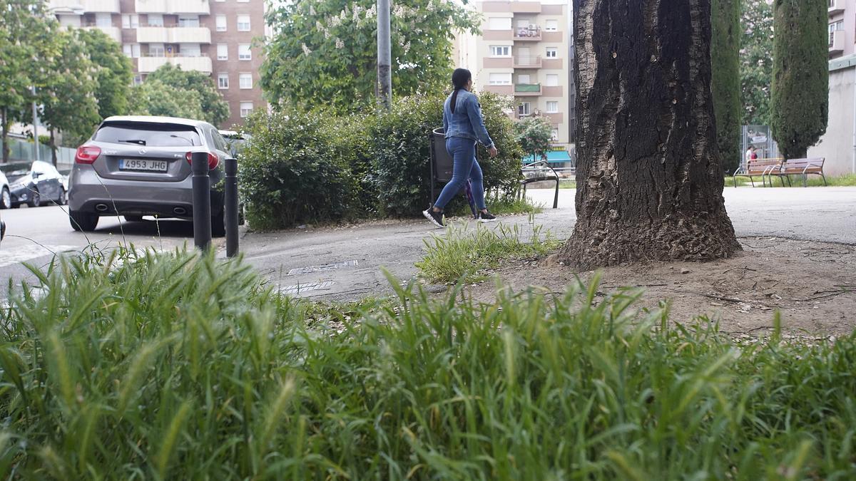 Herbes espontànies a l&#039;entorn de la parròquia de Sant Pau.