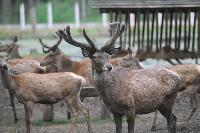 Ciervos en el parque Nacional de Bialowieza