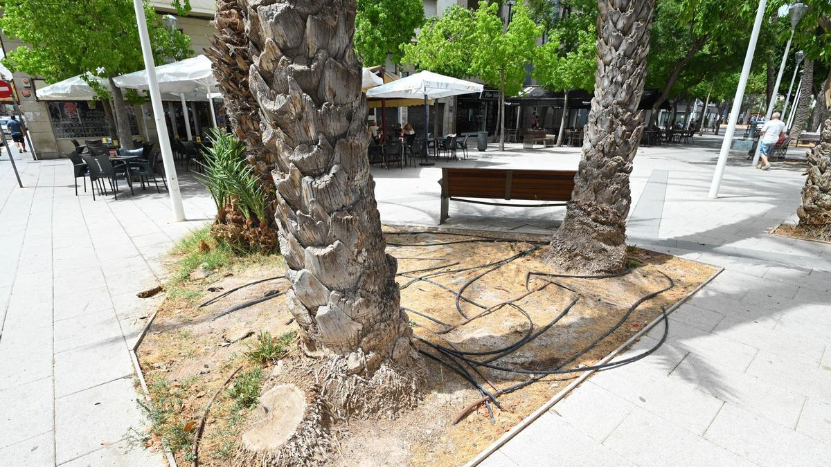 Parterre con palmeras, sin vegetación renovada y con tubos de riego a la intemperie.