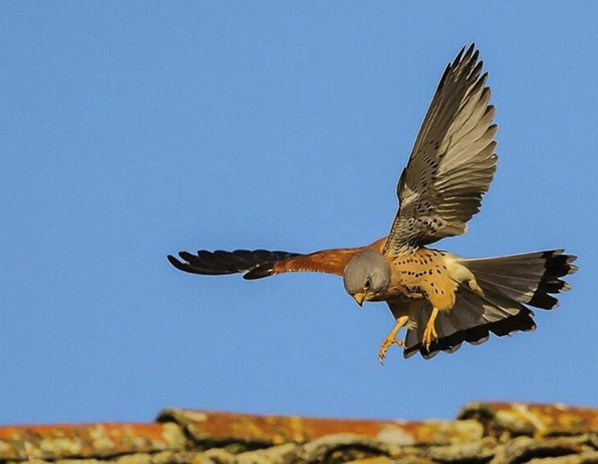 Un cernícalo primilla, en pleno vuelo.