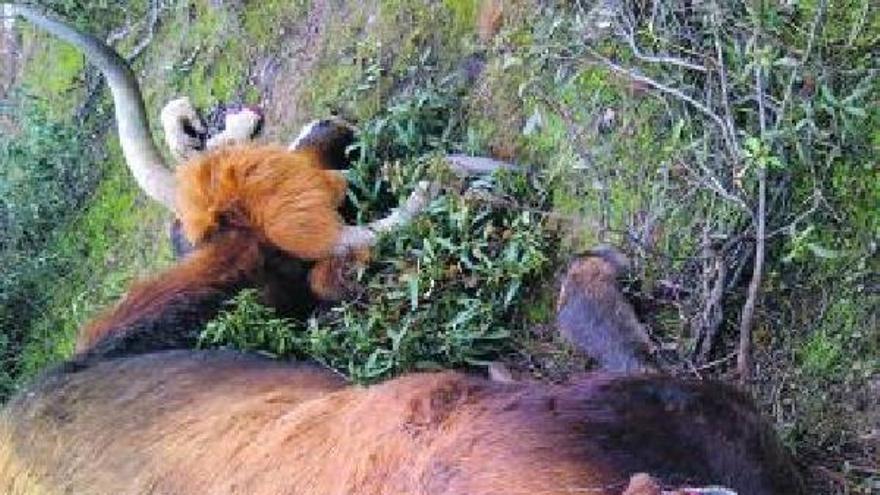 Estado en el que quedó la vaca atacada por los lobos en Carbajales.