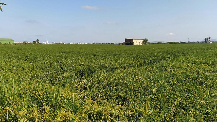El Gobierno de España deniega un herbicida del arroz que sí autorizan Italia y Portugal