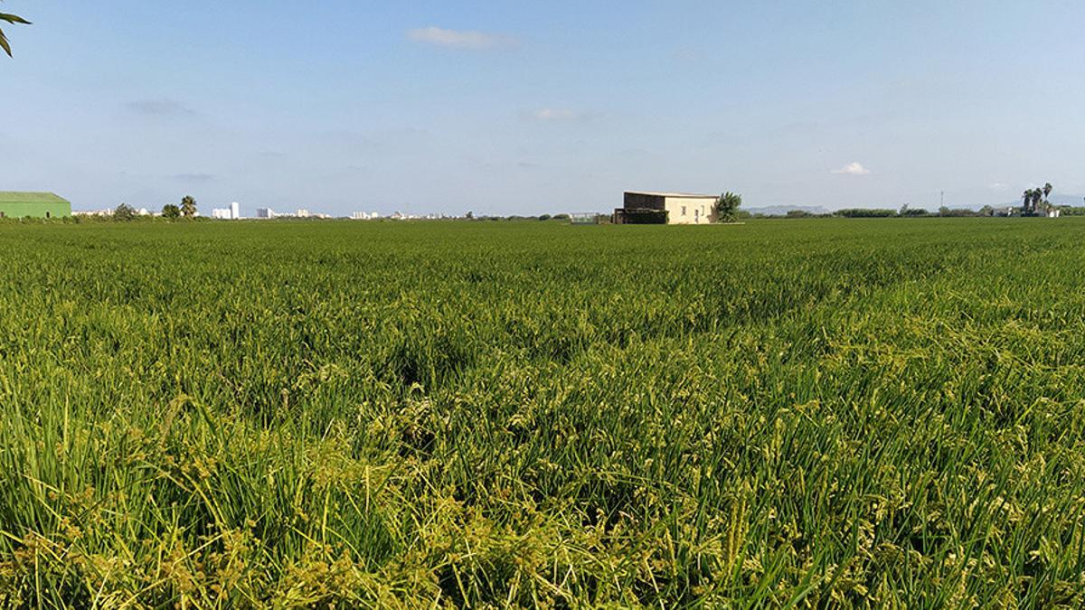 Campos de cultivos de arroz en València.