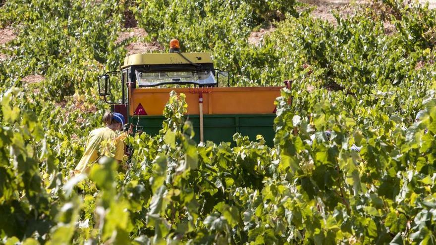 Vendimia de variedades blancas para cava.