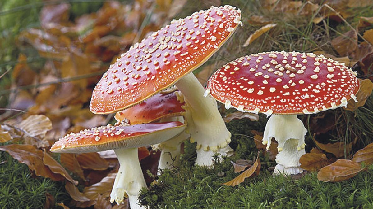 Amanita muscaria