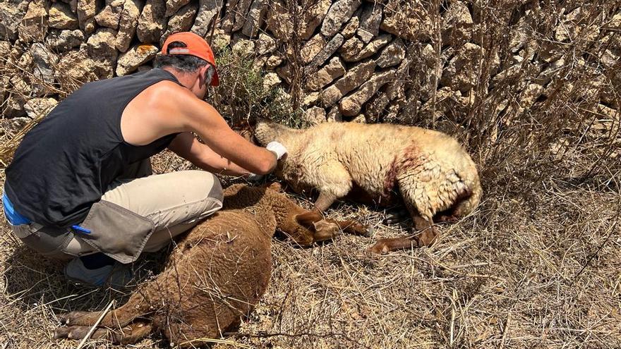 Un agricultor revisa los daños provocados por los perros a dos ovejas de la finca.