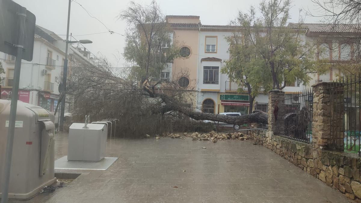 Árbol caído en el parque Ramón Santaella de Baena.