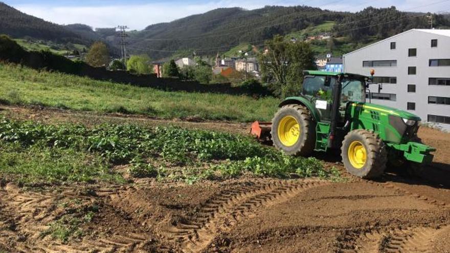 Los cultivos de patata comienzan a levantarse en Vegadeo